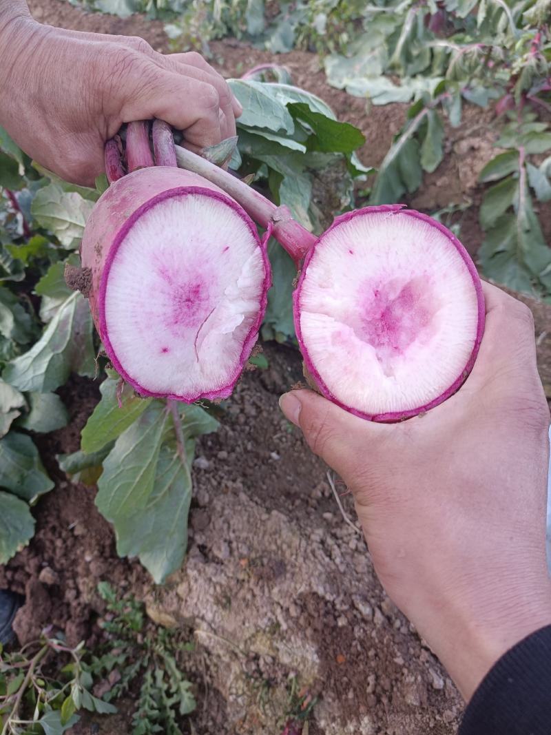 基地现有大批量冰糖心水果，口感脆甜，颜色好，质量好