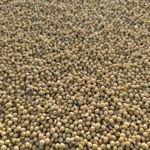 新疆原生态黄豆，质量好，可散装，定量袋装