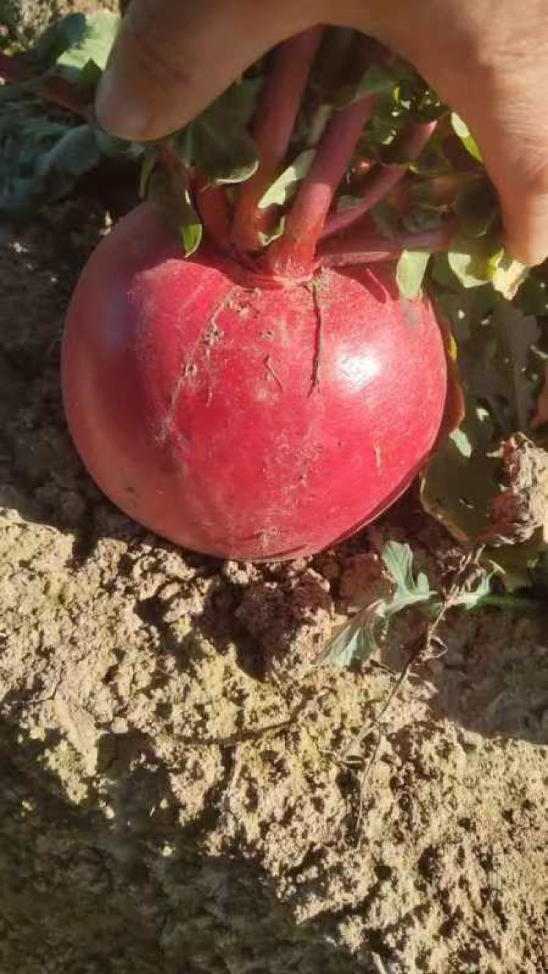 现有大批量红皮萝卜，个头均匀，颜色好
