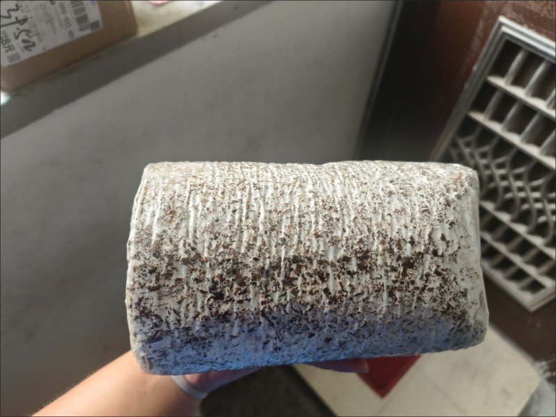 河南羊肚菌菌种提供技术