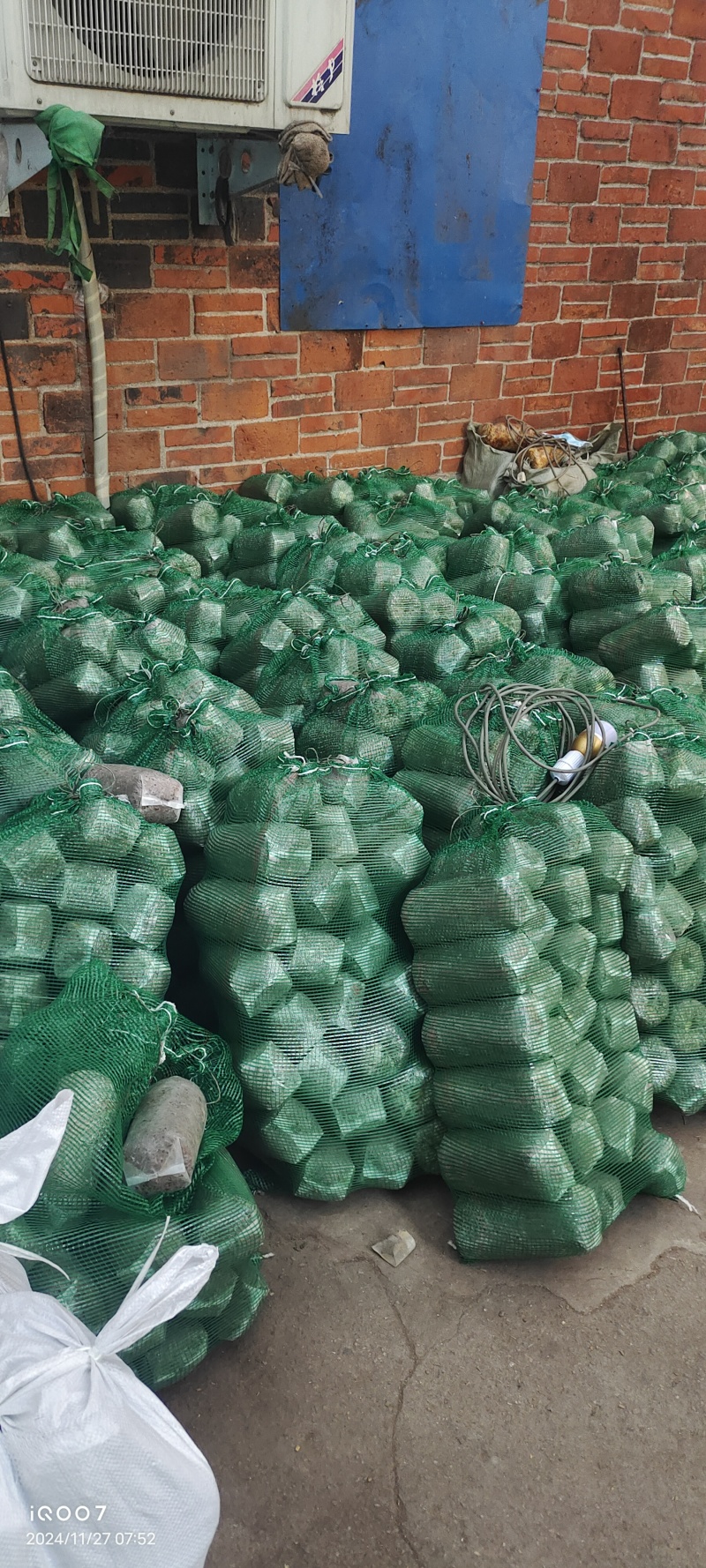 河南羊肚菌菌种提供技术