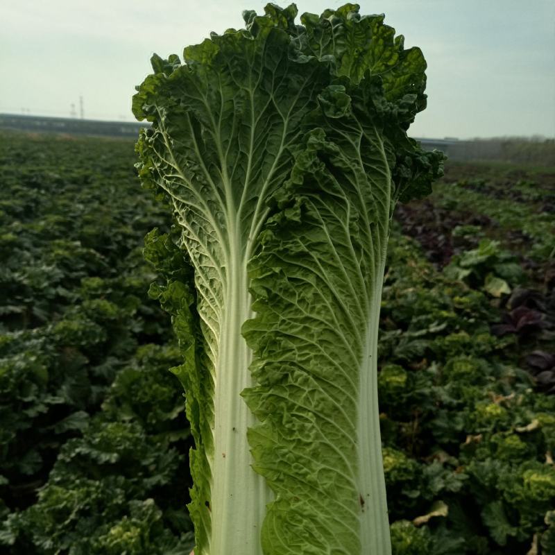 现有大量天津绿黄心白菜，个头均匀，无虫，无烧心，没有烧边