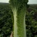 现有大量天津绿黄心白菜，个头均匀，无虫，无烧心，没有烧边