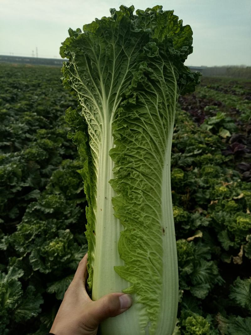 现有大量天津绿黄心白菜，个头均匀，无虫，无烧心，没有烧边