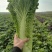 现有大量天津绿黄心白菜，个头均匀，无虫，无烧心，没有烧边