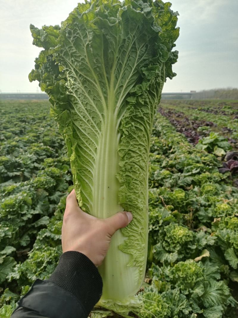 现有大量天津绿黄心白菜，个头均匀，无虫，无烧心，没有烧边
