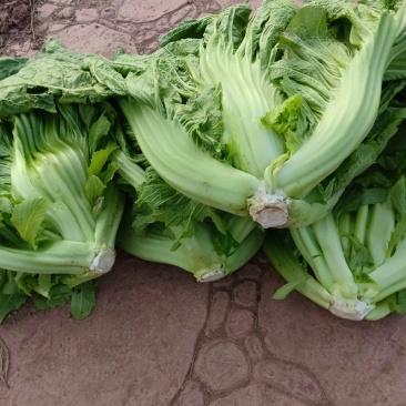 泡青菜