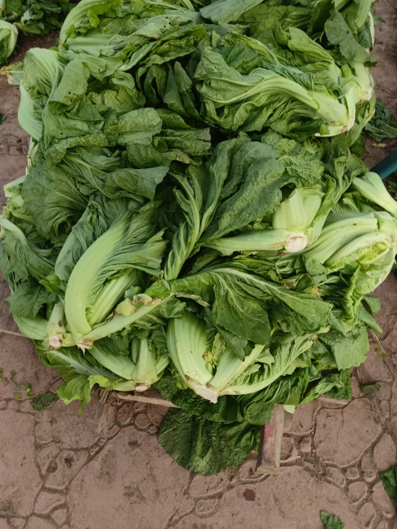 泡青菜