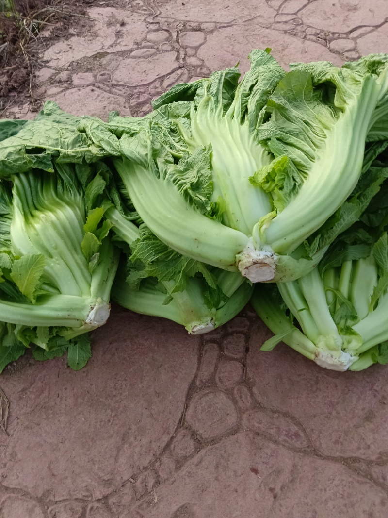 泡青菜