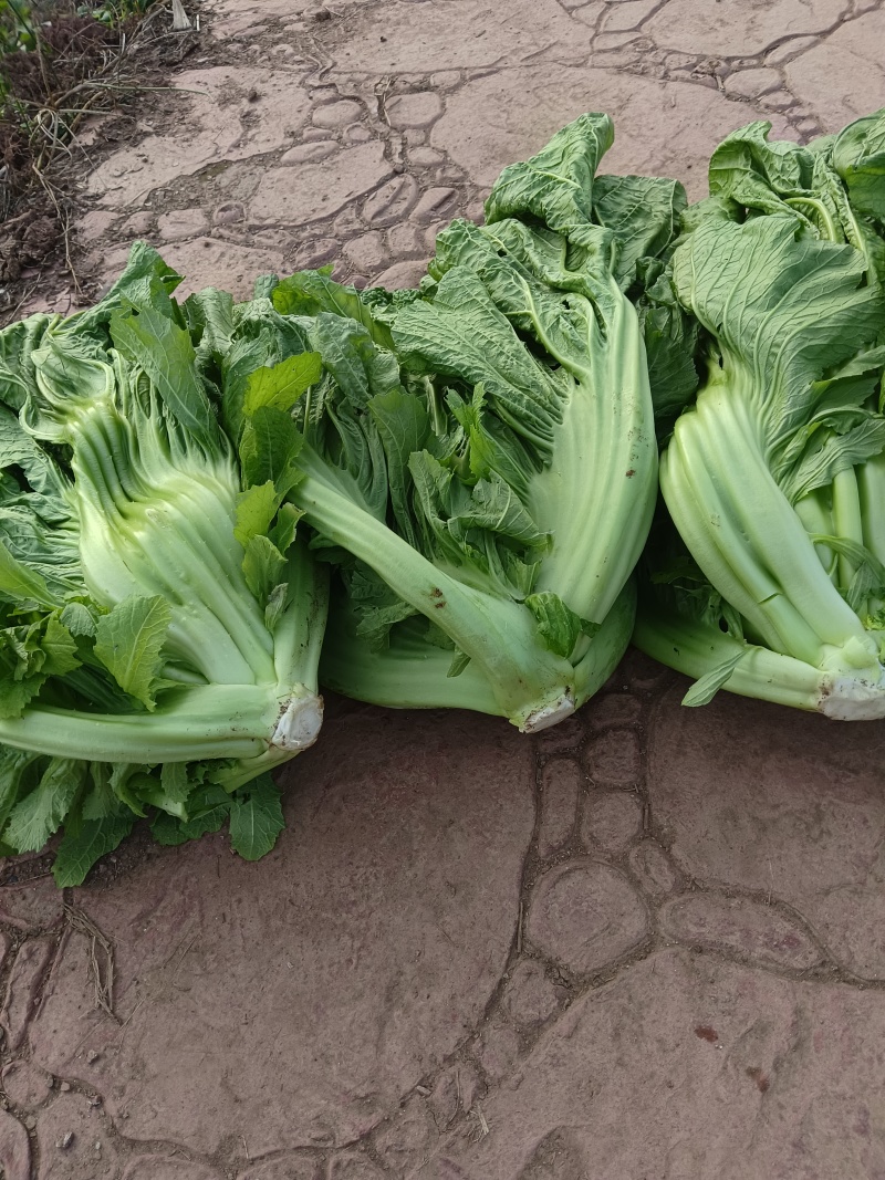 泡青菜
