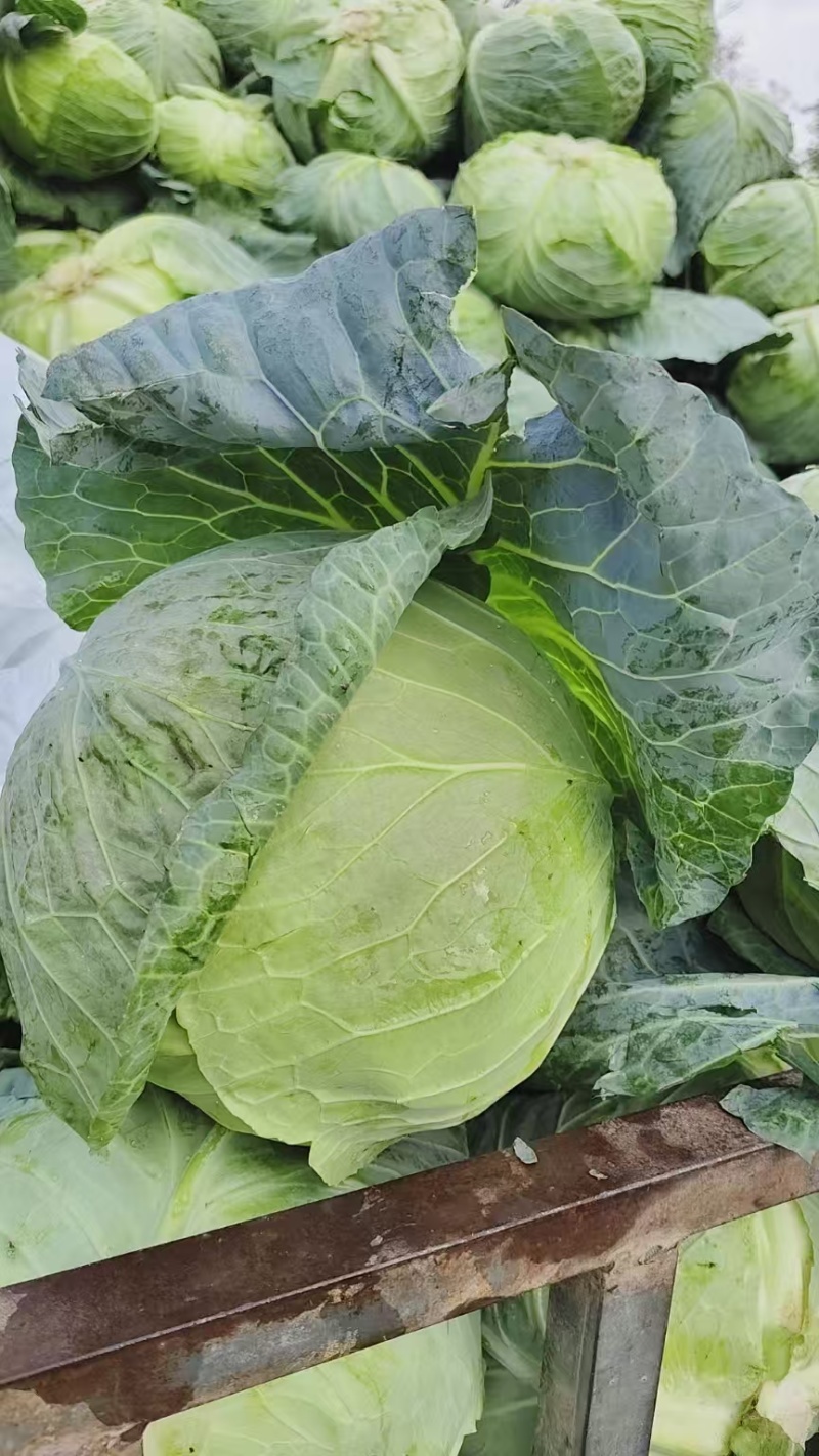 地膜铁包量大扁包菜，甘蓝货源充足，价格便宜