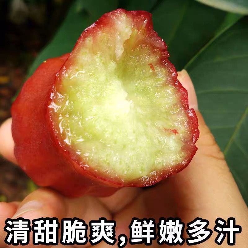 当季海南莲雾水果热带新鲜水果黑金刚莲雾果孕妇水果补水仙女果批