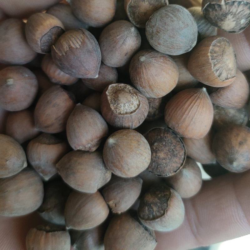 毛榛子生熟六个满仁打底
