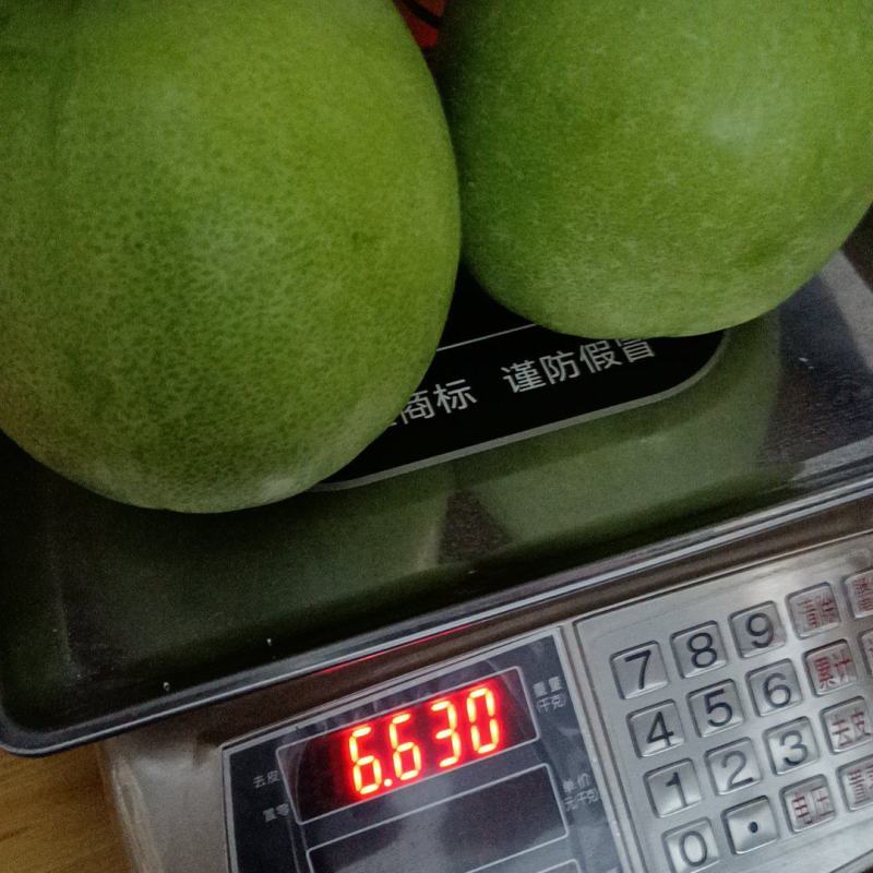 广西来宾大棚小香芋冬瓜