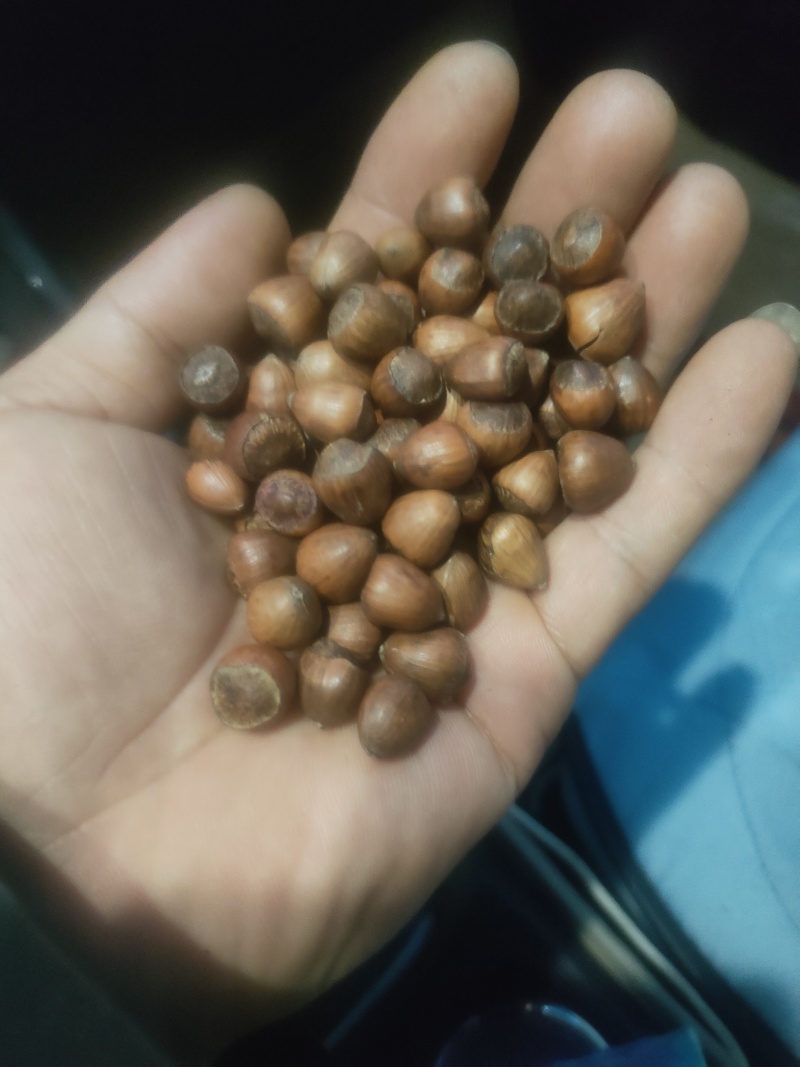 毛榛子生熟六个满仁打底