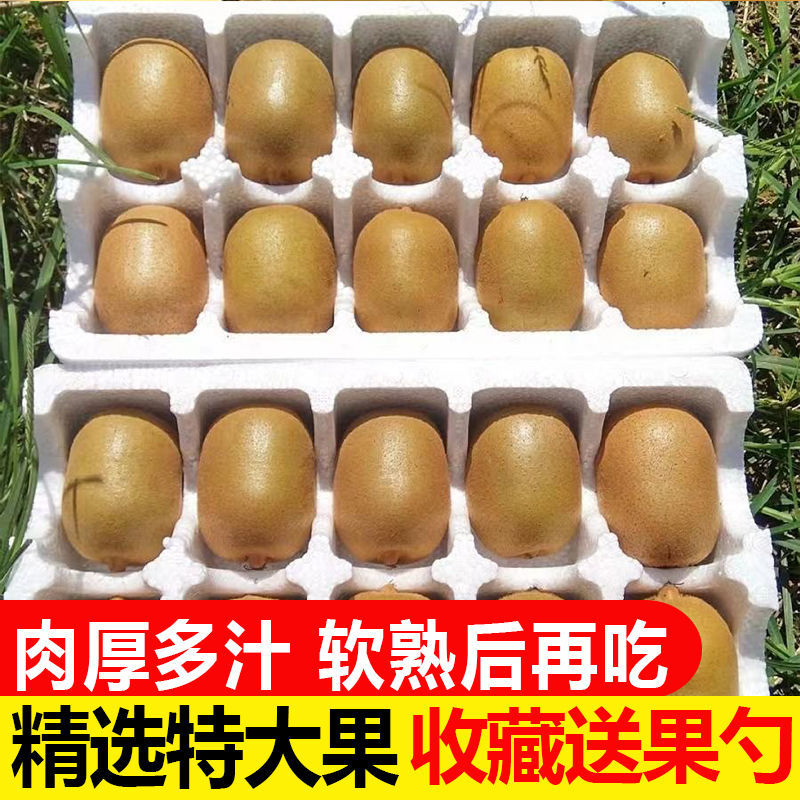 【彩箱】四川黄心猕猴桃蒲江奇异果新鲜水果应季整箱包邮非红绿心
