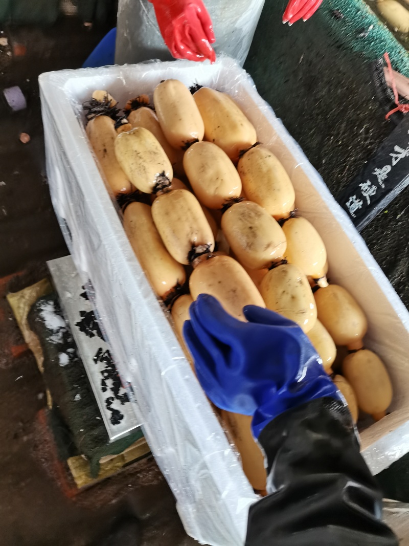 精品莲藕