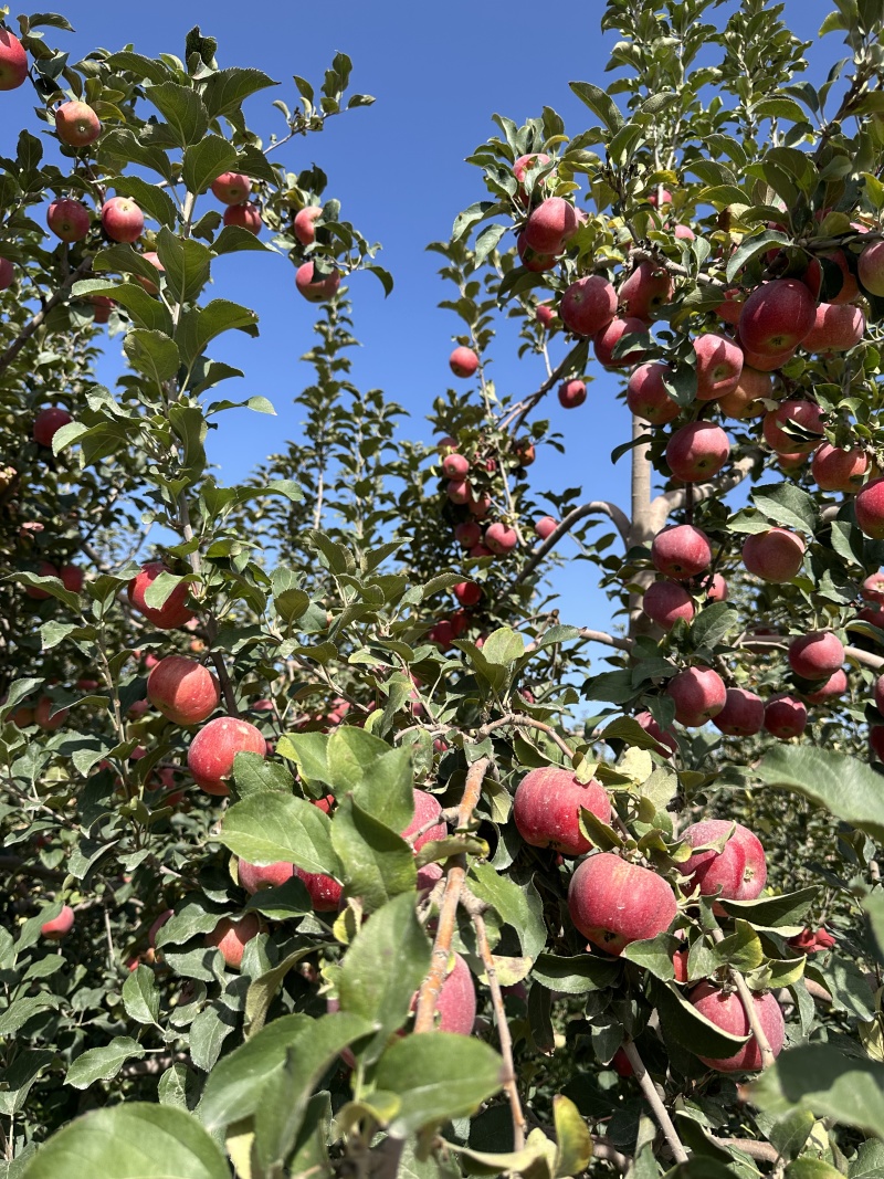 【新鲜阿克苏苹果，当季上市，甜脆可口，产地直供】欢迎咨询