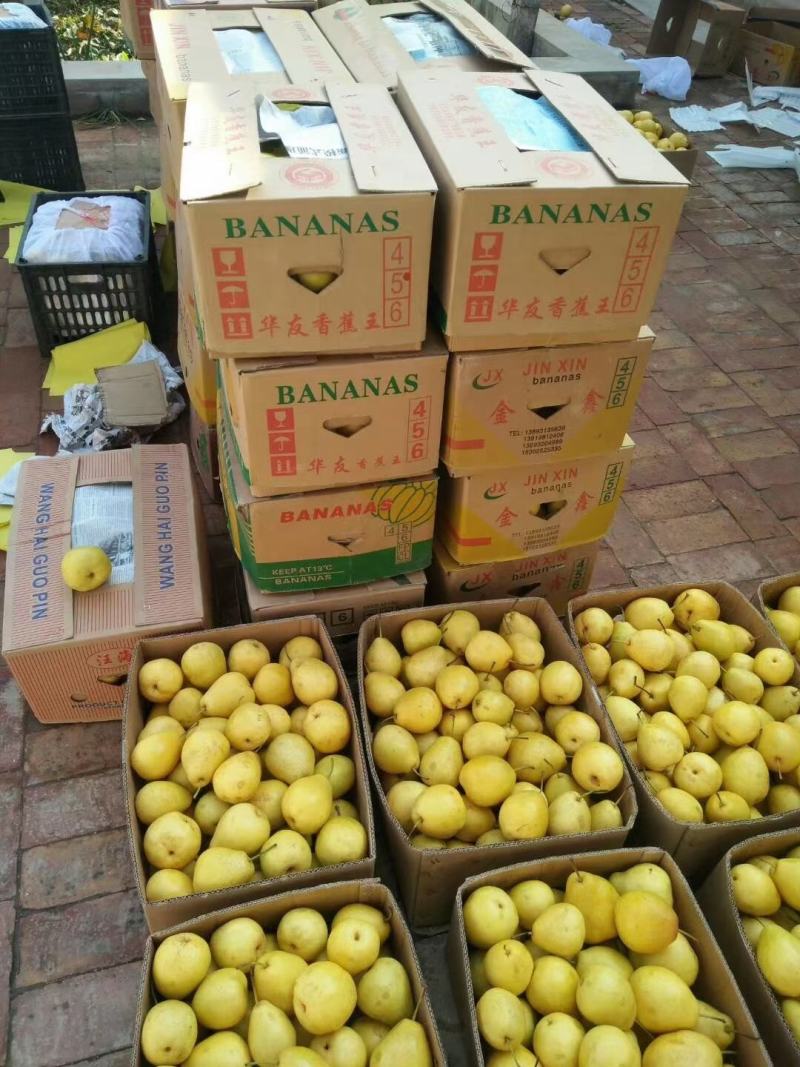 冬果梨种植批发厂家直销一手货源甘肃冬果梨脆甜可口