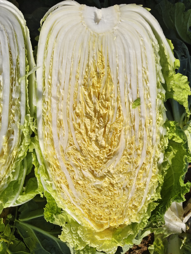 山东兰陵白菜黄心白菜大锦玲珑黄产地一手货源