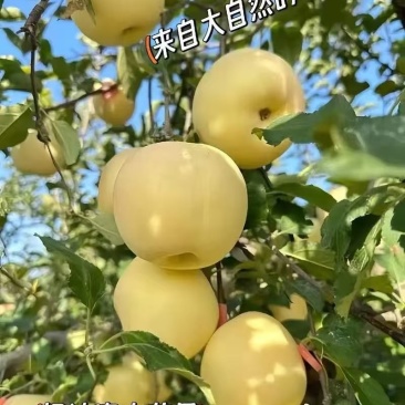 奶油富士