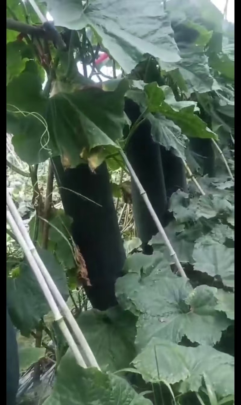 精品冬瓜，大量黑皮冬瓜，产地直发可视频