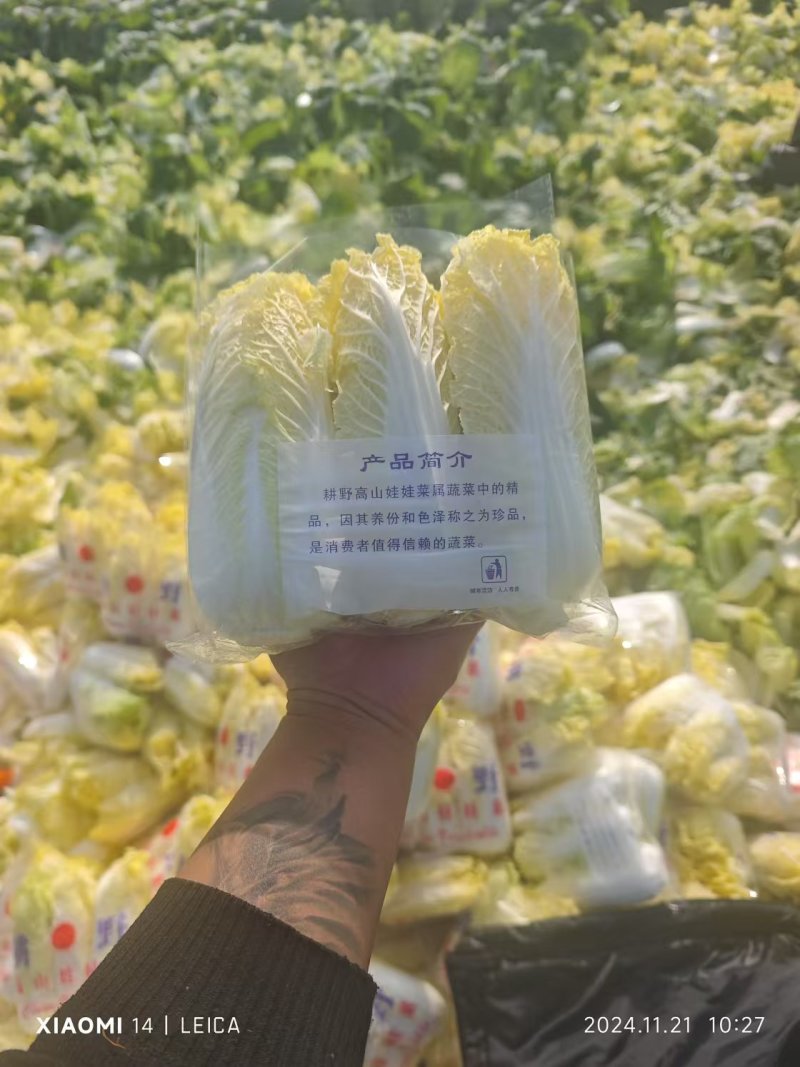 河南娃娃菜基地直发视频看货，对接商超市场电商社区团购