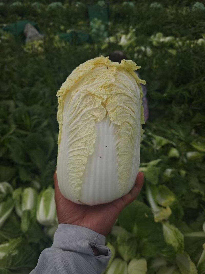 河南娃娃菜基地直发视频看货，对接商超市场电商社区团购