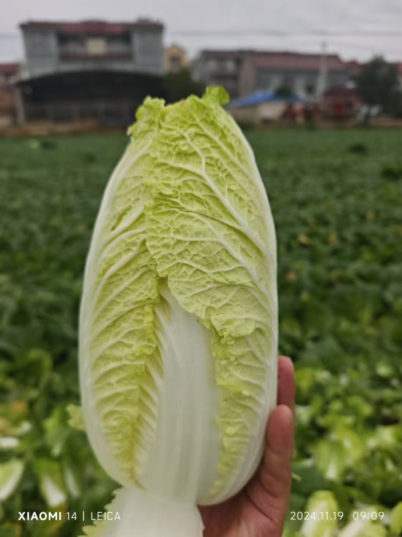 河南娃娃菜基地直发视频看货，对接商超市场电商社区团购