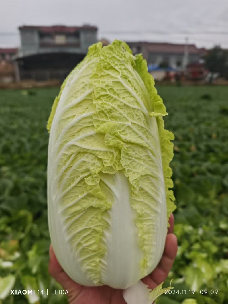 河南娃娃菜基地直发视频看货，对接商超市场电商社区团购