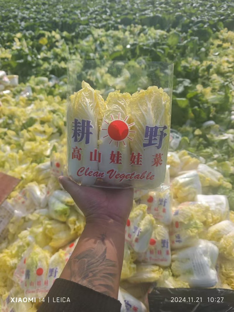 河南娃娃菜基地直发视频看货，对接商超市场电商社区团购