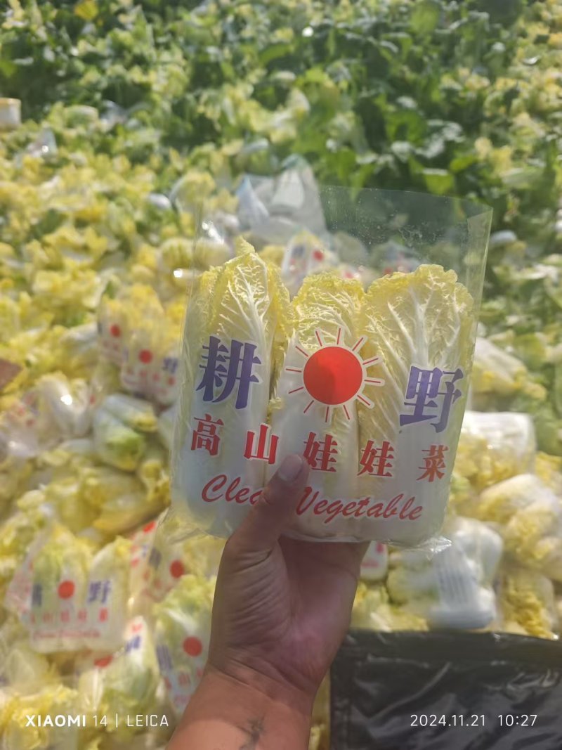 河南娃娃菜基地直发视频看货，对接商超市场电商社区团购