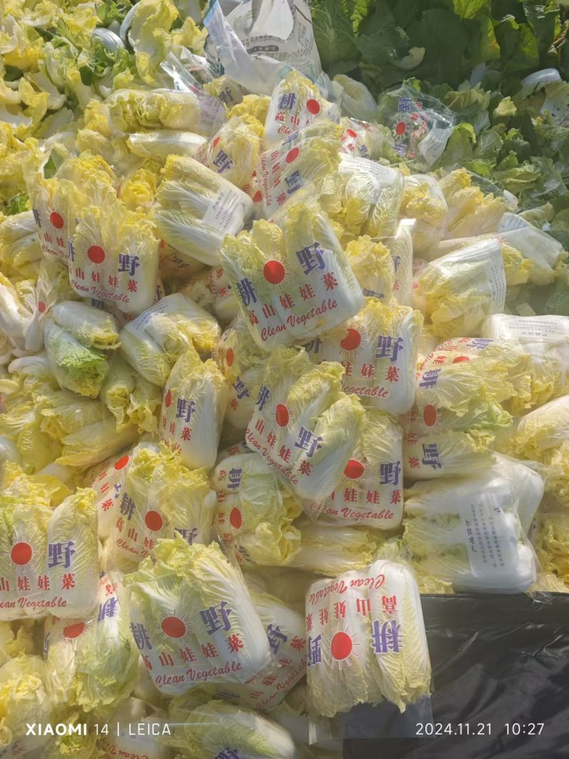 河南娃娃菜基地直发视频看货，对接商超市场电商社区团购