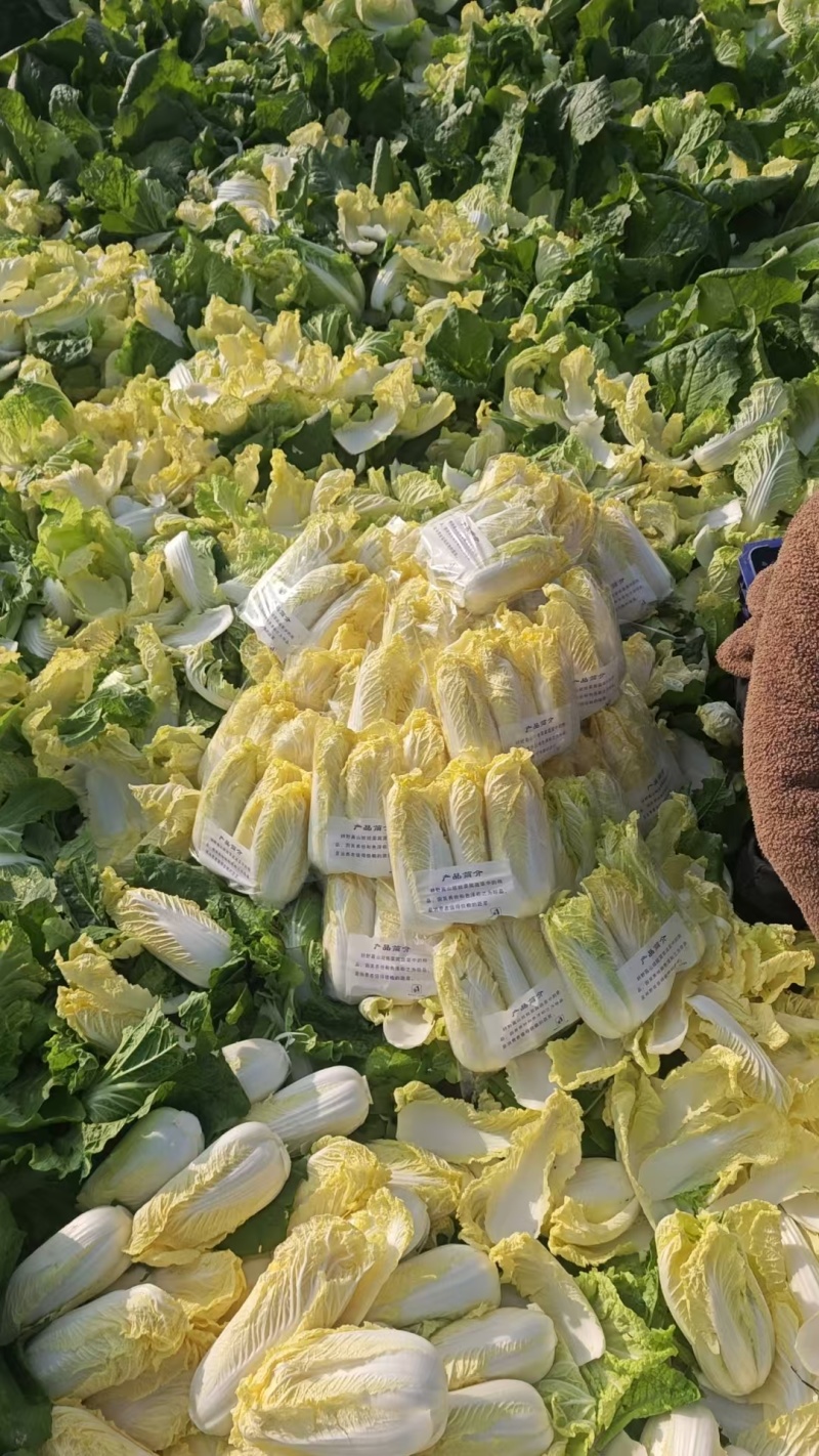 河南娃娃菜基地直发视频看货，对接商超市场电商社区团购
