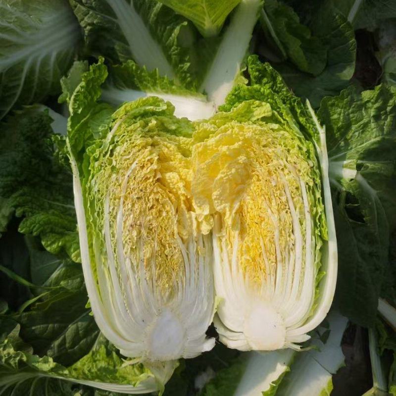 河南周口娃娃菜基地直发，毛菜对接冷库，量大从优