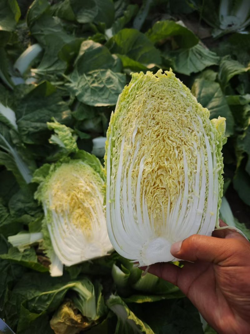 河南周口娃娃菜基地直发，毛菜对接冷库，量大从优
