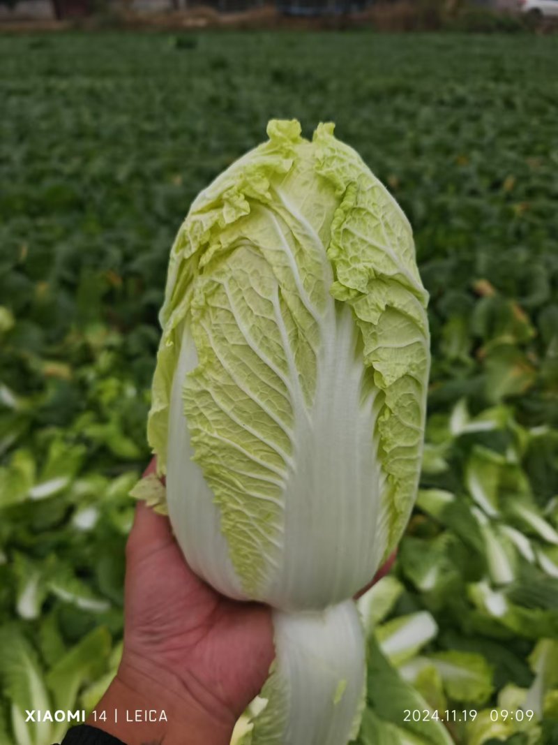 河南周口娃娃菜基地直发，毛菜对接冷库，量大从优