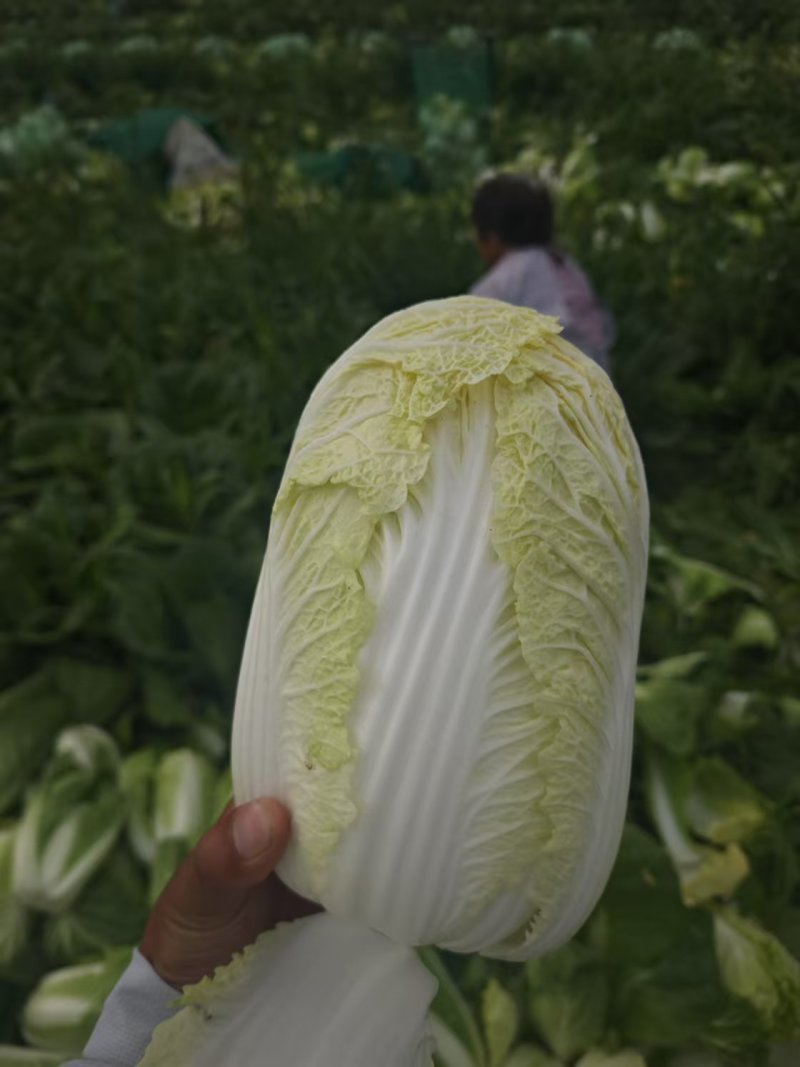 河南周口娃娃菜基地直发，毛菜对接冷库，量大从优