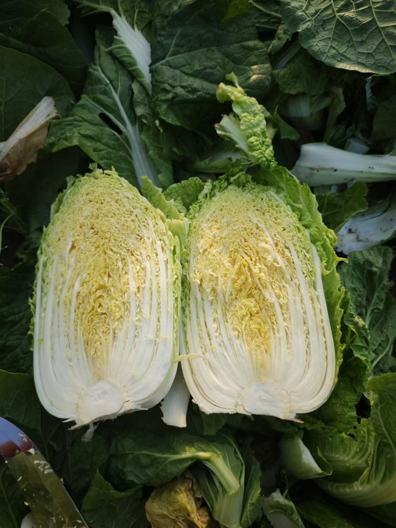 河南周口娃娃菜基地直发，毛菜对接冷库，量大从优