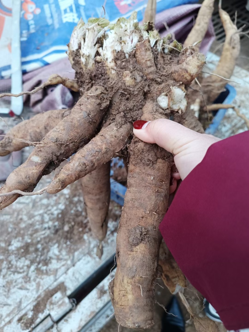 优质玄参芽子