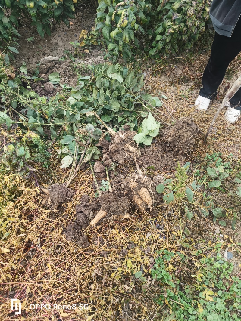 优质玄参芽子