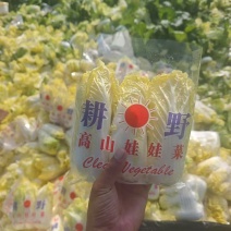 河南周口娃娃菜千亩基地直发，毛菜净菜齐全，量大从优