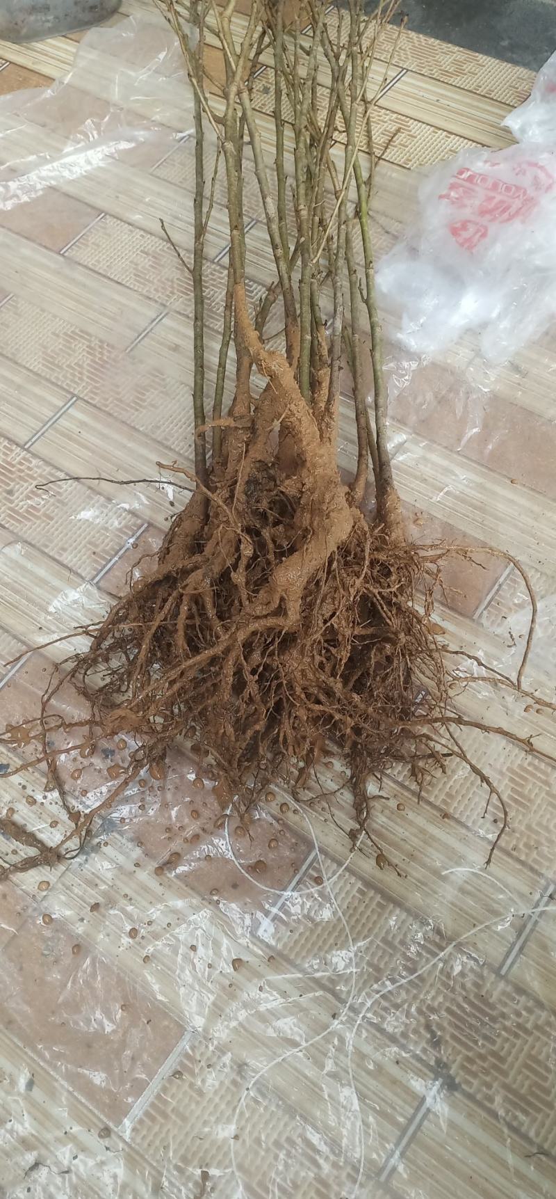 红妃樱桃苗男方**果口感好自花结实南北方适种