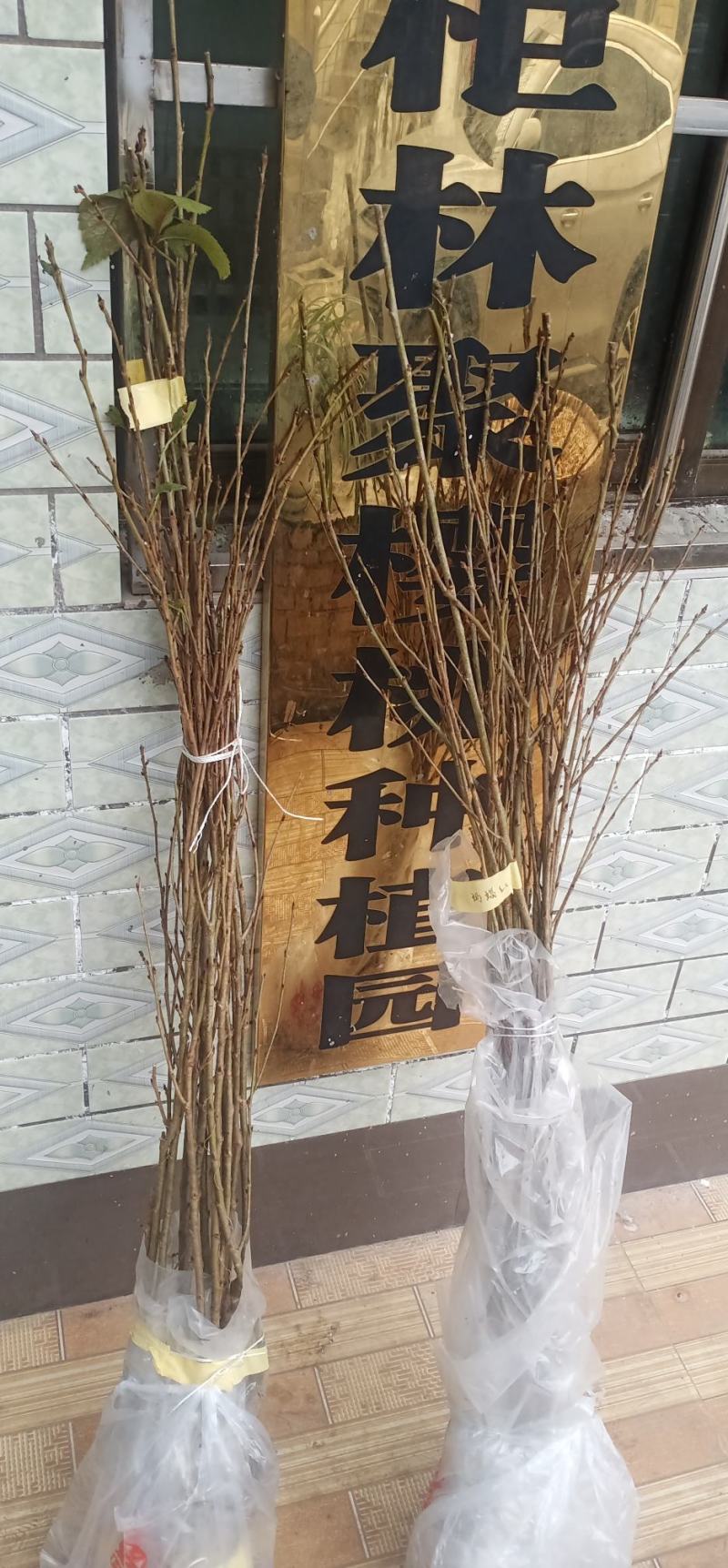 红妃樱桃苗男方**果口感好自花结实南北方适种