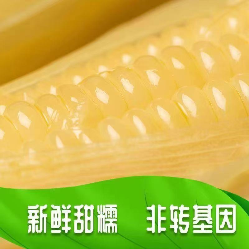万全速冻糯玉米万糯2000中一黄糯2018-万八厂家直供