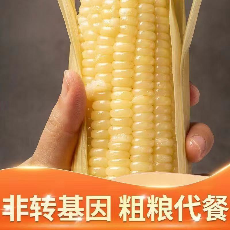 万全速冻糯玉米万糯2000中一黄糯2018-万八厂家直供