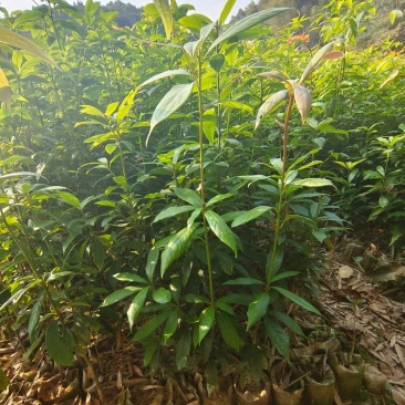 闵楠袋苗一年生闵楠杯苗两年生闵楠杯苗闵楠树苗基地供