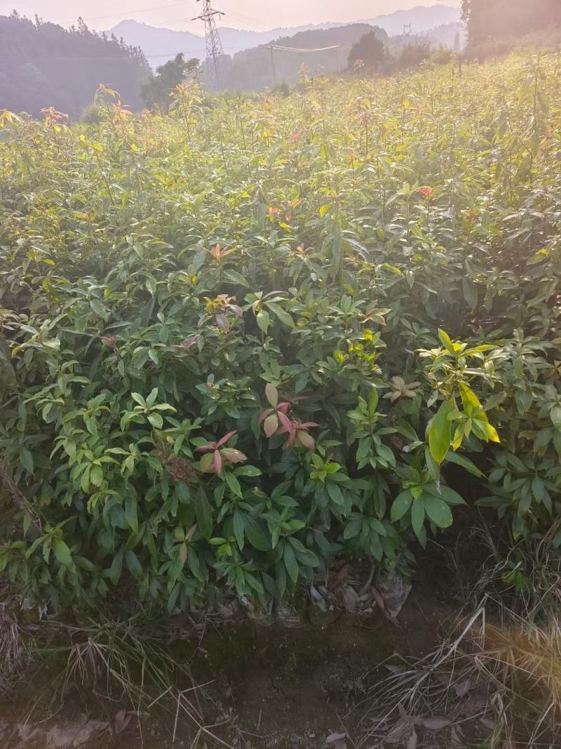 闵楠袋苗一年生闵楠杯苗两年生闵楠杯苗闵楠树苗基地供