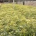 闵楠袋苗一年生闵楠杯苗两年生闵楠杯苗闵楠树苗基地供