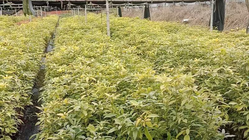 闵楠袋苗一年生闵楠杯苗两年生闵楠杯苗闵楠树苗基地供
